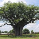Shea Karite Tree